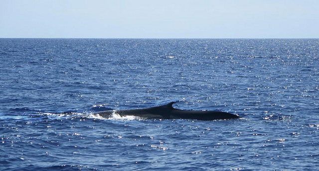 walvis-azoren